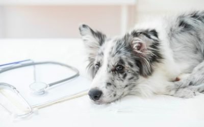 Ansiedade canina: o mal dos pets que começa nos donos