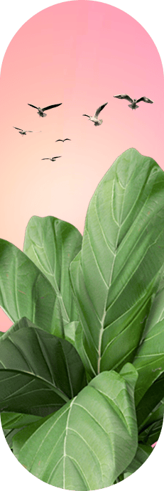 plant
